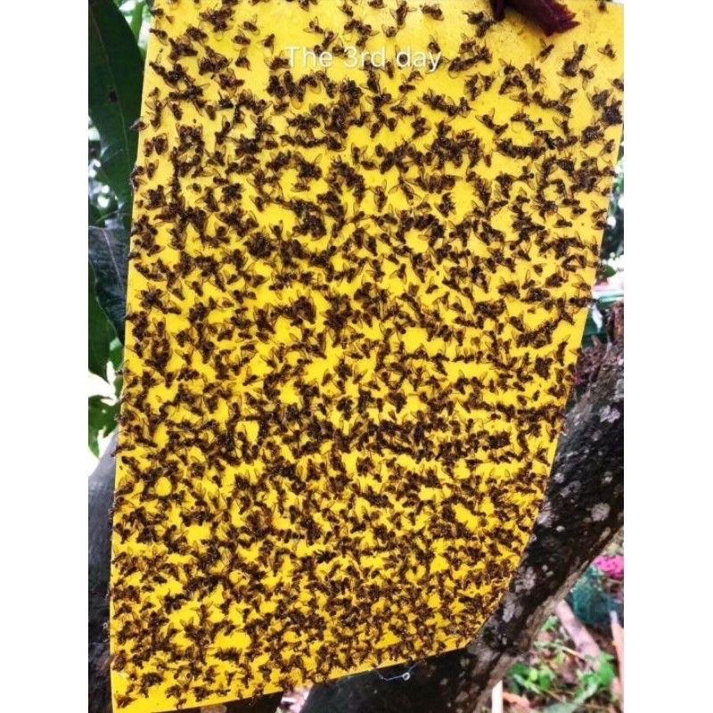 Miếng dính ruồi vàng