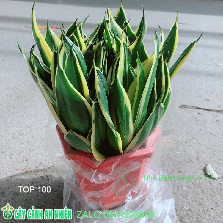 Lưỡi Hổ Thái Xanh Size Lớn