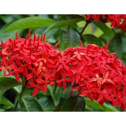 Hoa mẫu đơn đỏ hồng mỹ -bầu cây lớn đang hoa
