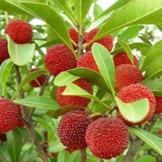 CÂY GIỐNG THANH MAI NHIỆT ĐỚI SIÊU NGỌT, SIÊU QUẢ, SIÊU NĂNG SUẤT,SIÊU KINH TẾ- CAM KÊT GIỐNG CHUẨN F1