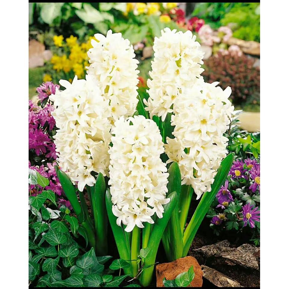 Củ giống hoa tiên ông hoa màu trắng - 1 củ