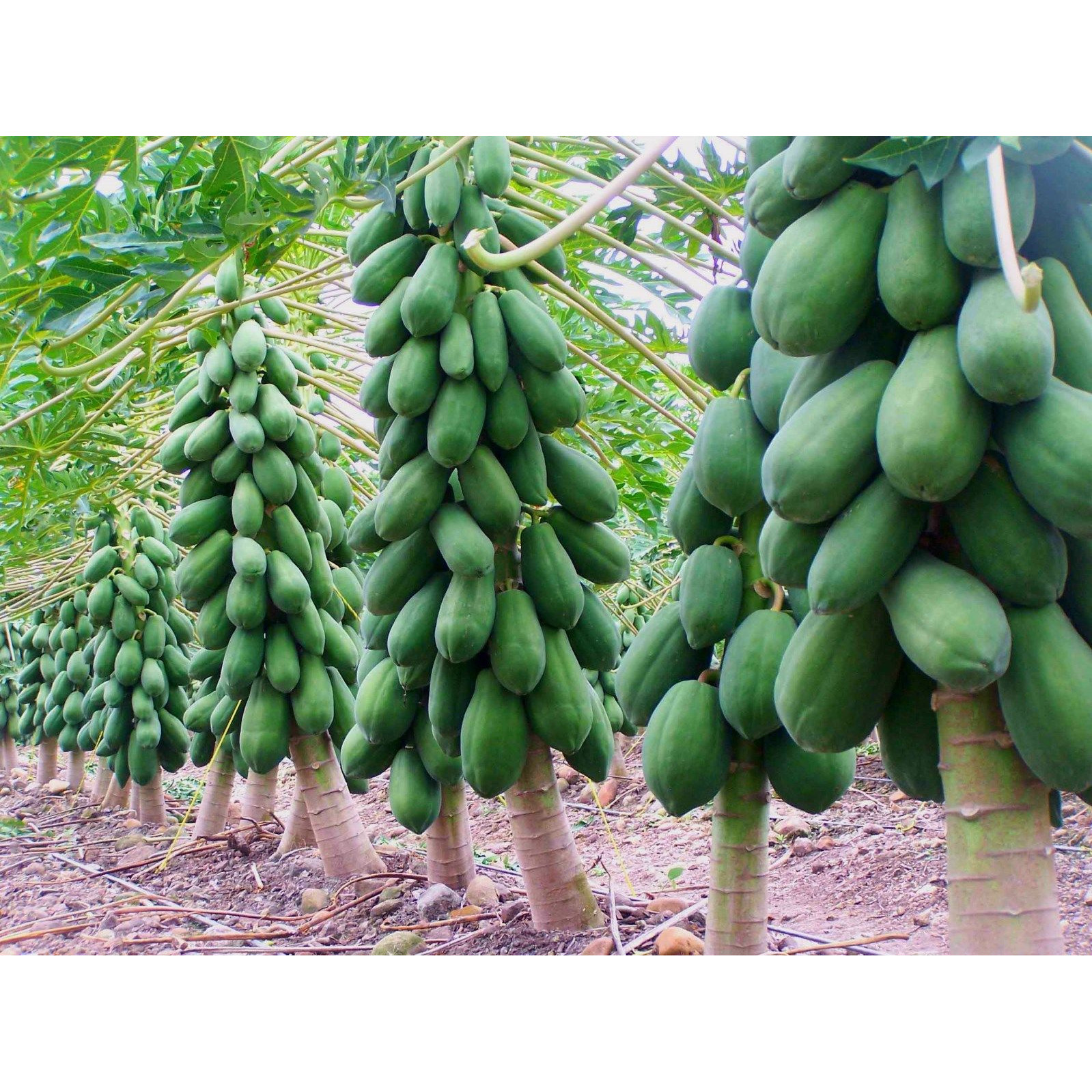 HẠT GIỐNG ĐU ĐỦ RUỘT VÀNG
