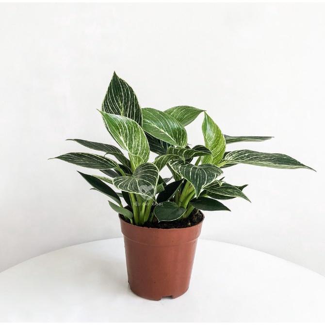 Trầu Bà Hoàng Kim để bàn - Trầu Bà Đế Vương Sọc