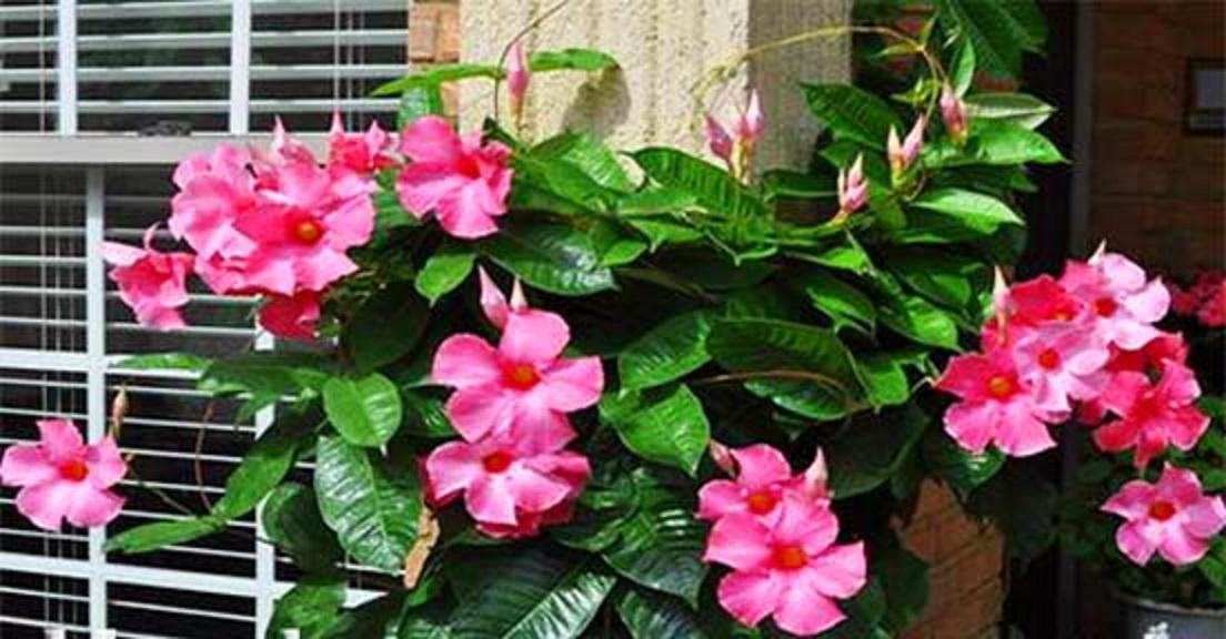Cây hồng anh cánh kép, cây hồng anh cánh kép màu cánh sen, hoa đẹp thân leo