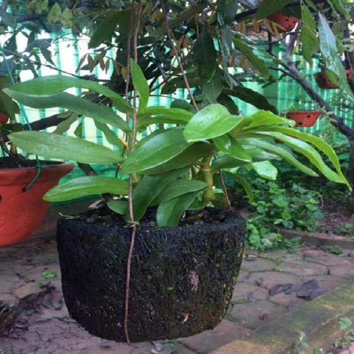 Hoa lan trầm hồng búp bê+ 700g phân thỏ hữu cơ