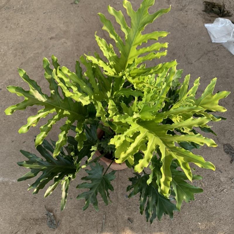 Cây trầu bà lá xẻ, trầu bà thanh xuân cao 50cm, cây cảnh phong thủy trồng trong nhà, mang đến tài lộc, may mắn