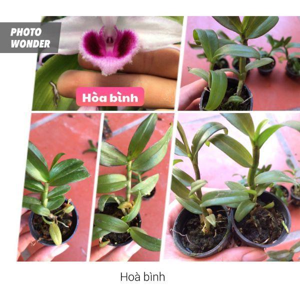 Phi điệp hòa bình khủng