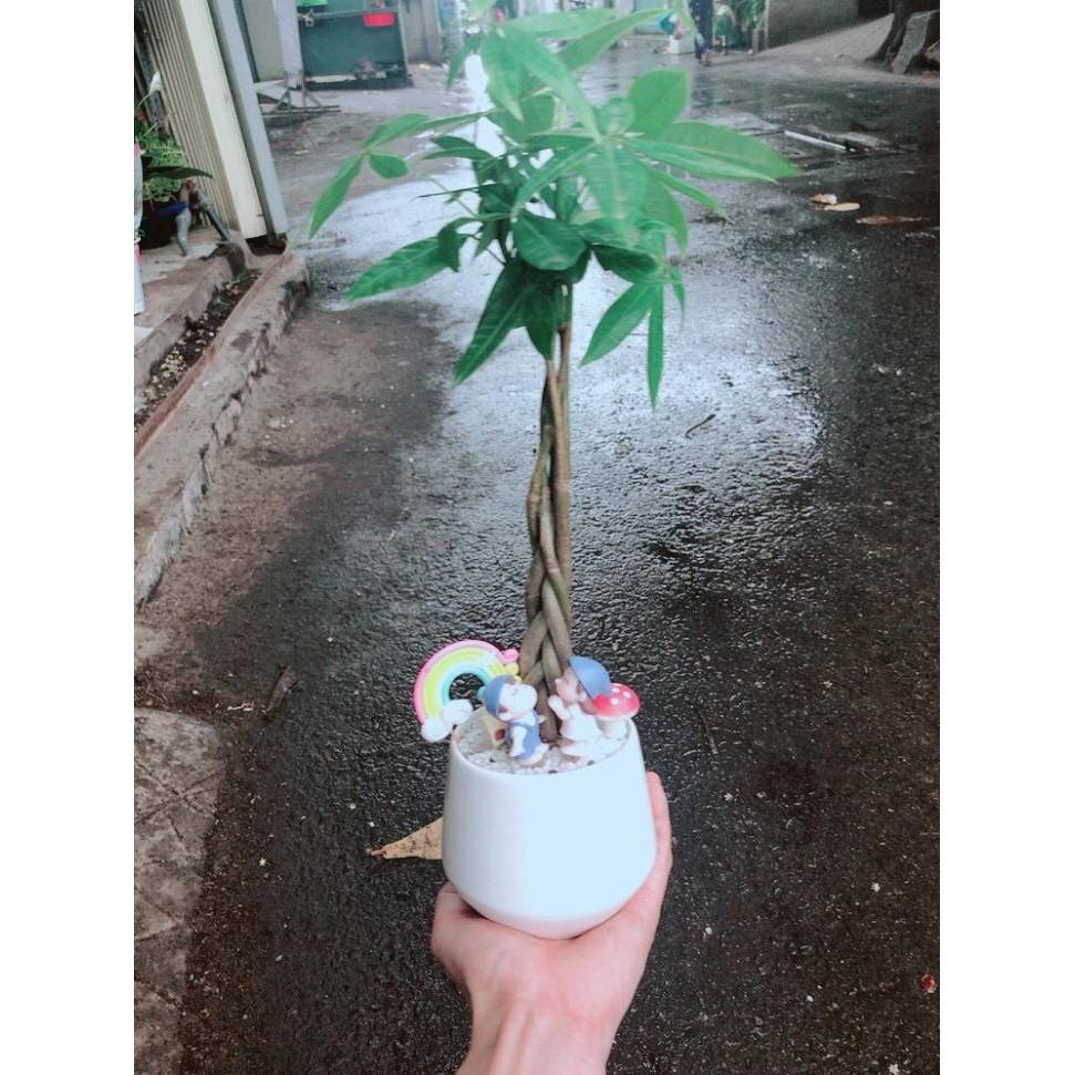 Chậu kim ngân tiểu cảnh Bán Chạy