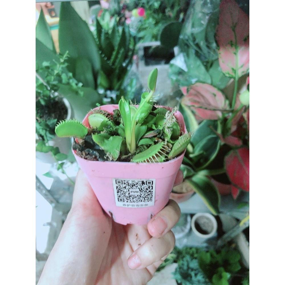 Chậu Cây Bắt Mồi