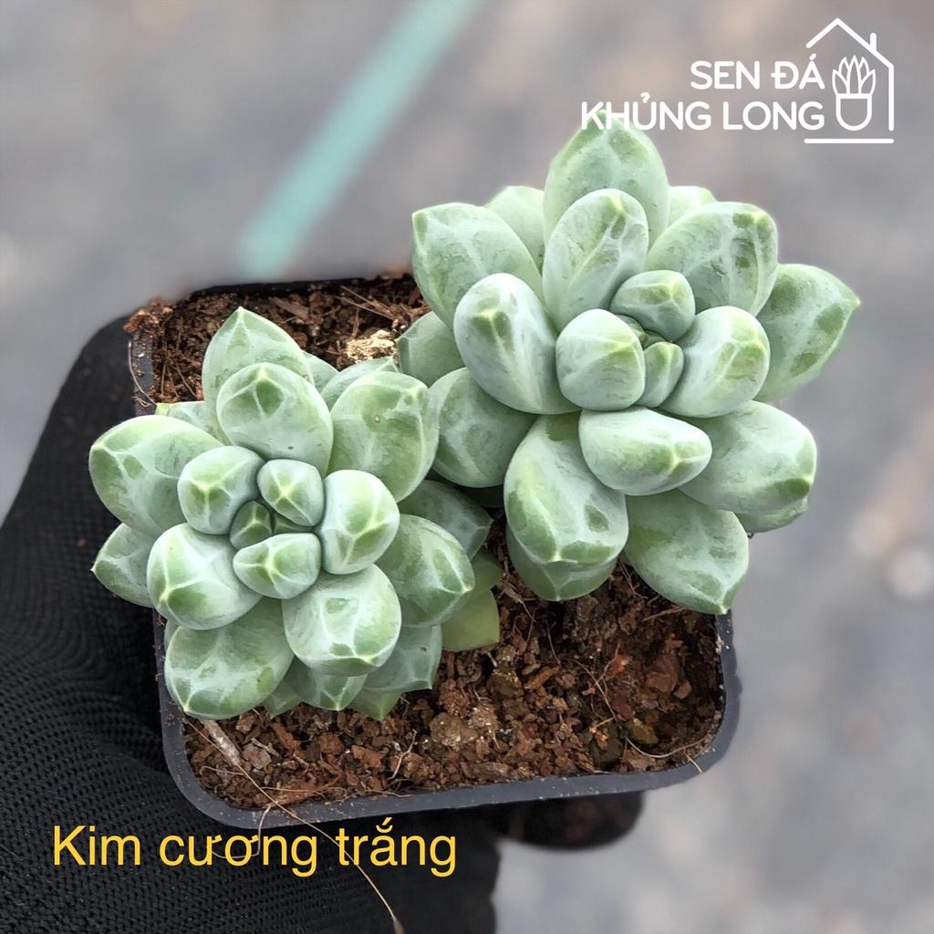 sen đá Kim Cương Trắng - pachyphytum compactum rose - 1 bông