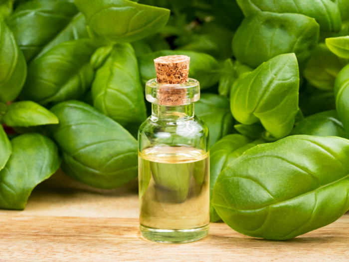 Tinh dầu Húng Quế nguyên chất 100% từ thiên nhiên, xông phòng, khử mùi, thơm phòng, đuổi muỗi - KingOil