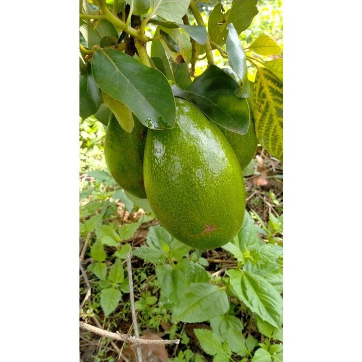 Cây Giống Bơ Tứ Quý Cho Trái Siêu Sớm Chuẩn Giống