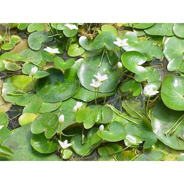 Cây hoa thủy nữ - 1 cây giống