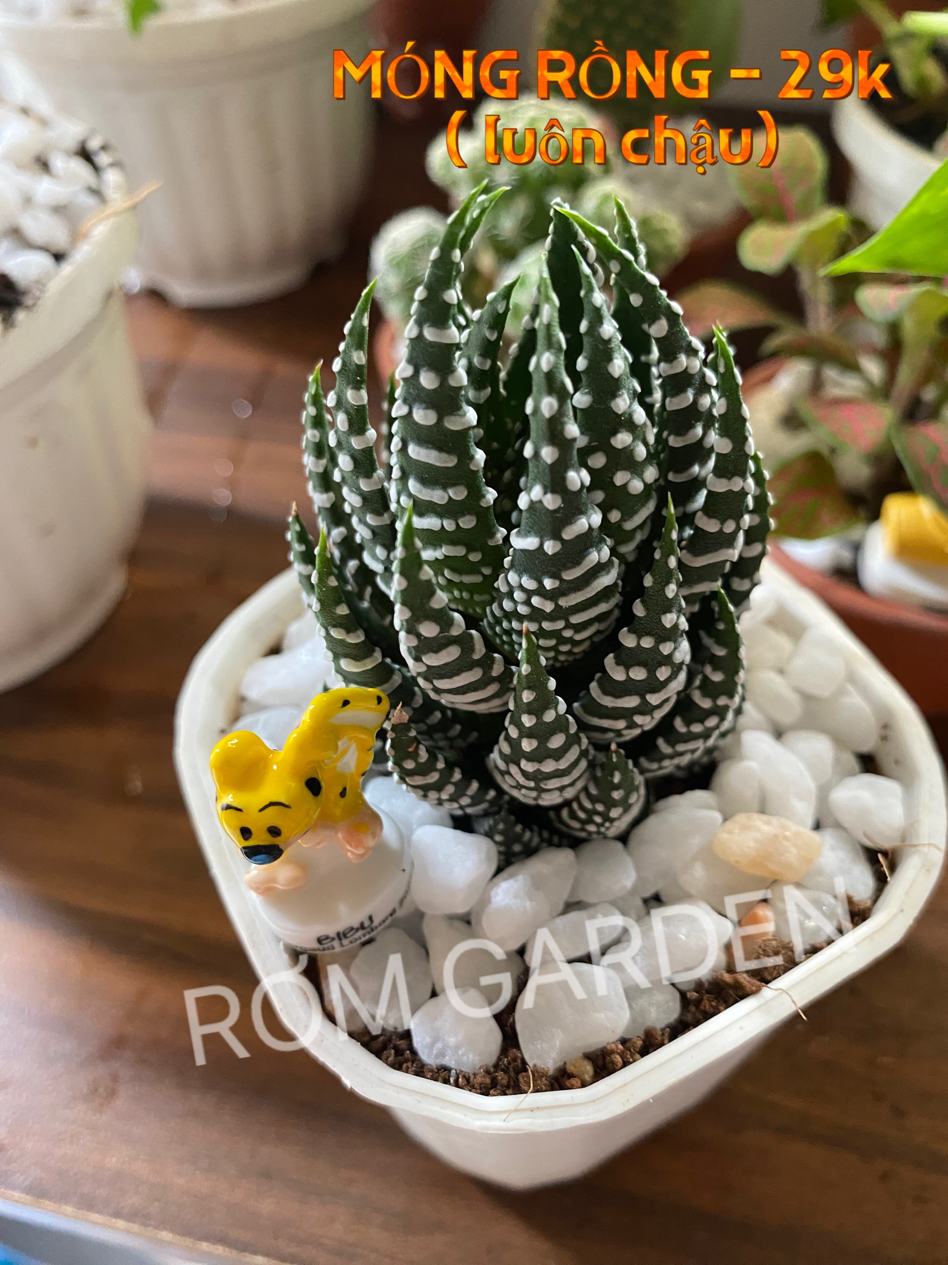 Sen đá Móng Rồng kèm chậu, cây cao 6-10cm