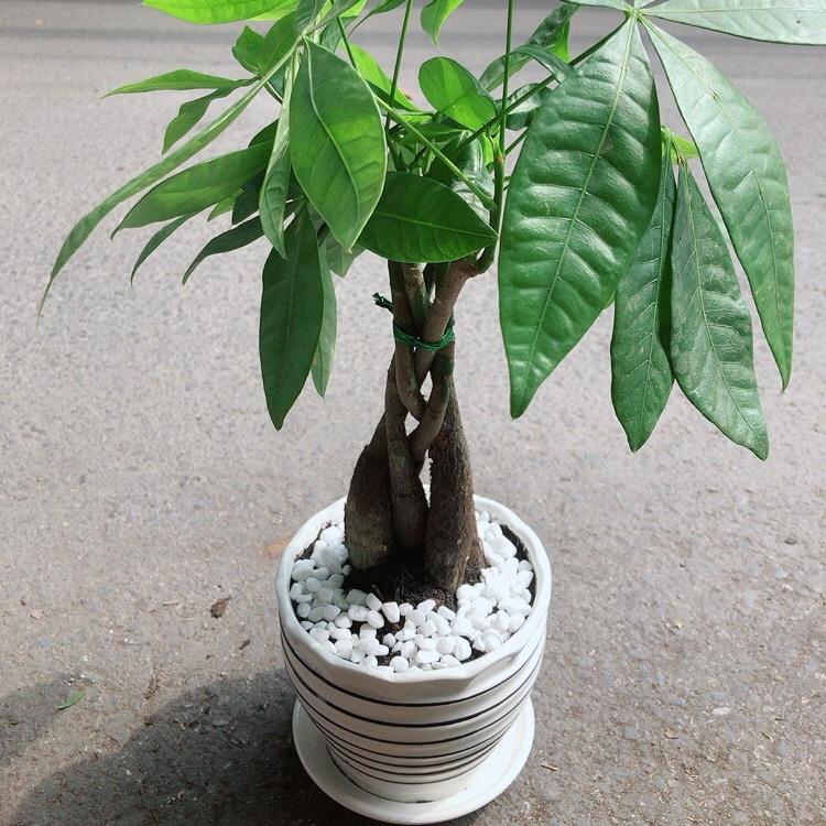 Chậu Cây Kim Ngân Thắt Bính