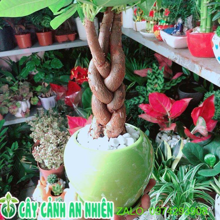 Chậu Cây Kim Ngân 3 Thân Thắt Bính