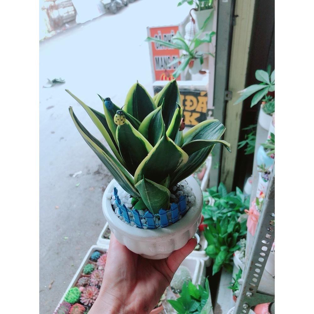 Chậu lưỡi hổ thái xanh