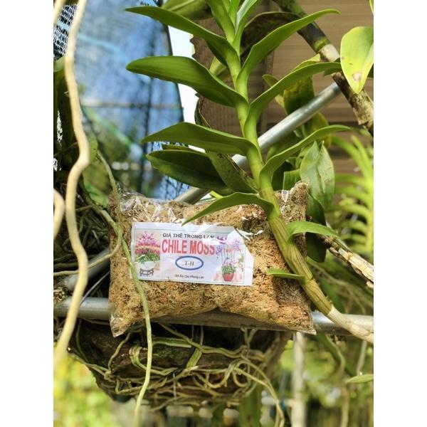 Dớn Chile trắng hàng xịn trắng giữ ẩm tốt gói 100gram