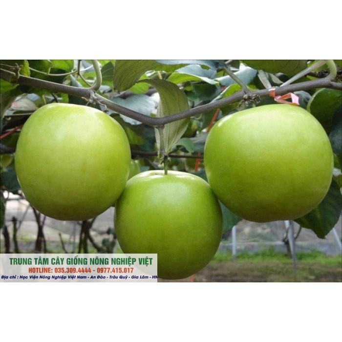 Cây Giống Táo Đài Siêu Năng Suất