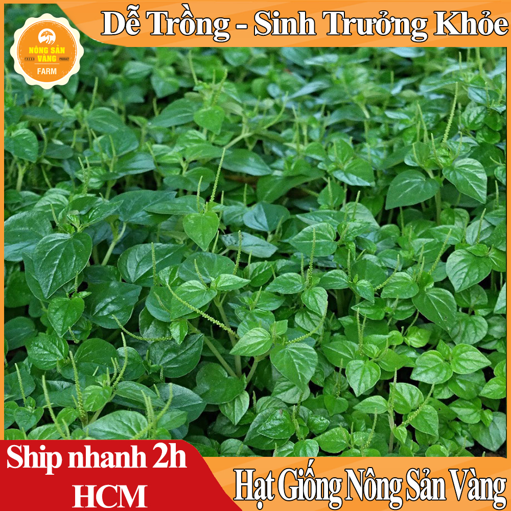 Hạt giống Rau Tiêu Tỉ Lệ Nảy Mầm Cao, Sinh Trưởng Và Phát Triển Khỏe, Năng Suất Cao - Nông Sản Vàng