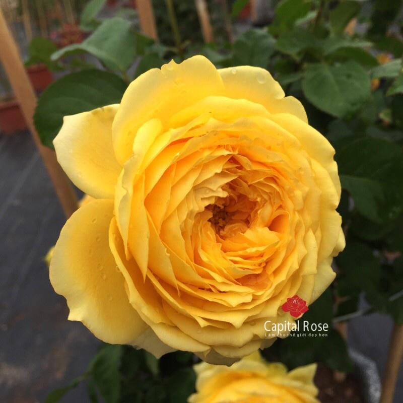 Hoa hồng Catalina Rose màu vàng- bầu to cây lớn trưởng thành