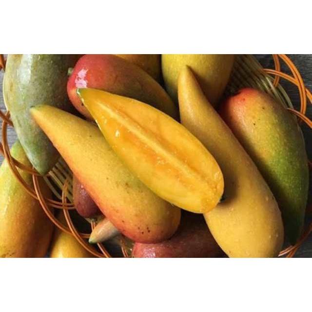 CÂY GIỐNG XOÀI TÍ HON SIÊU QUẢ - CÂY GHÉP