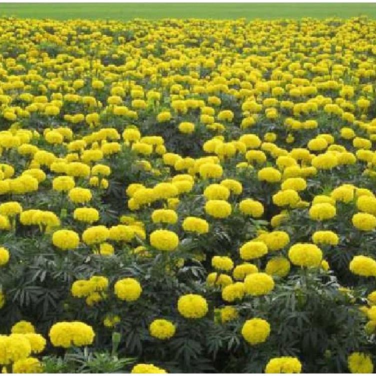 Hạt giống hoa vạn thọ mỹ màu vàng-gói 50 hạt