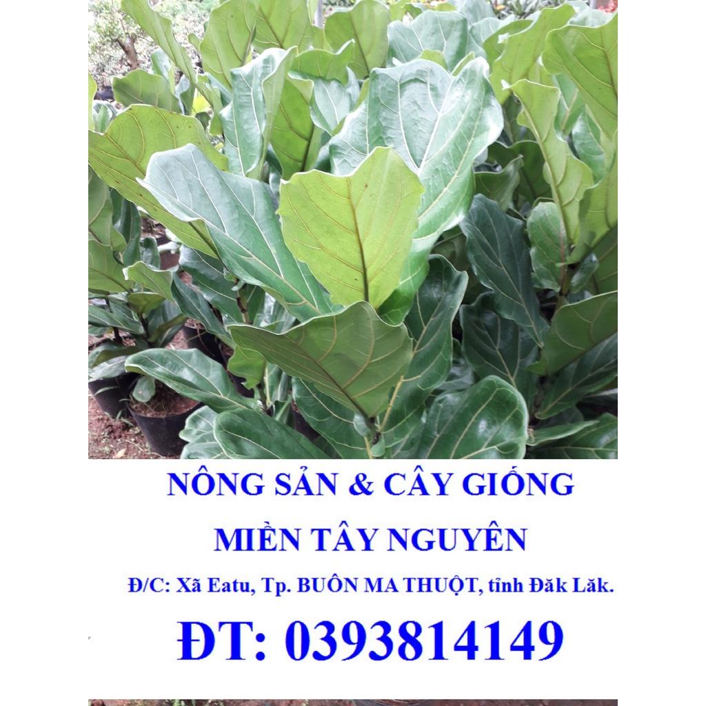 CÂY GIỐNG BÀNG SINGAPORE [ CÂY CAO TO KHỔNG LỒ NHƯ HÌNH  - CÂY PHONG THỦY TỐT ] * [GHN EXPRESS]