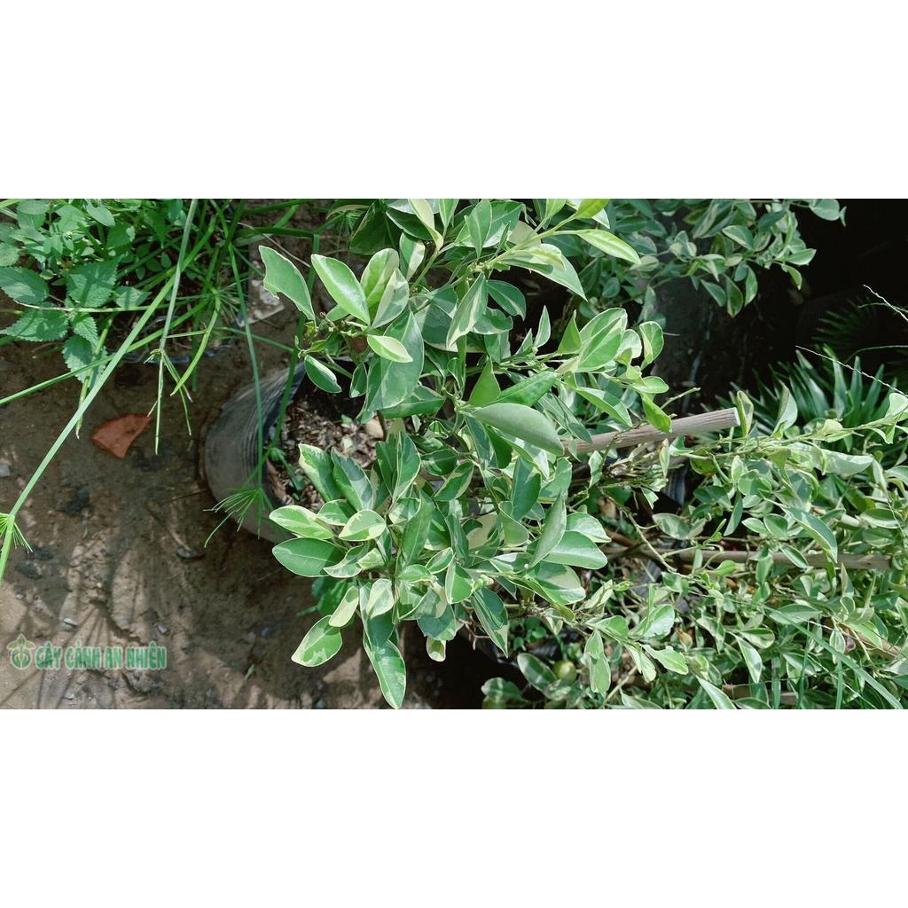 Cây Tắc Cẩm Thạch