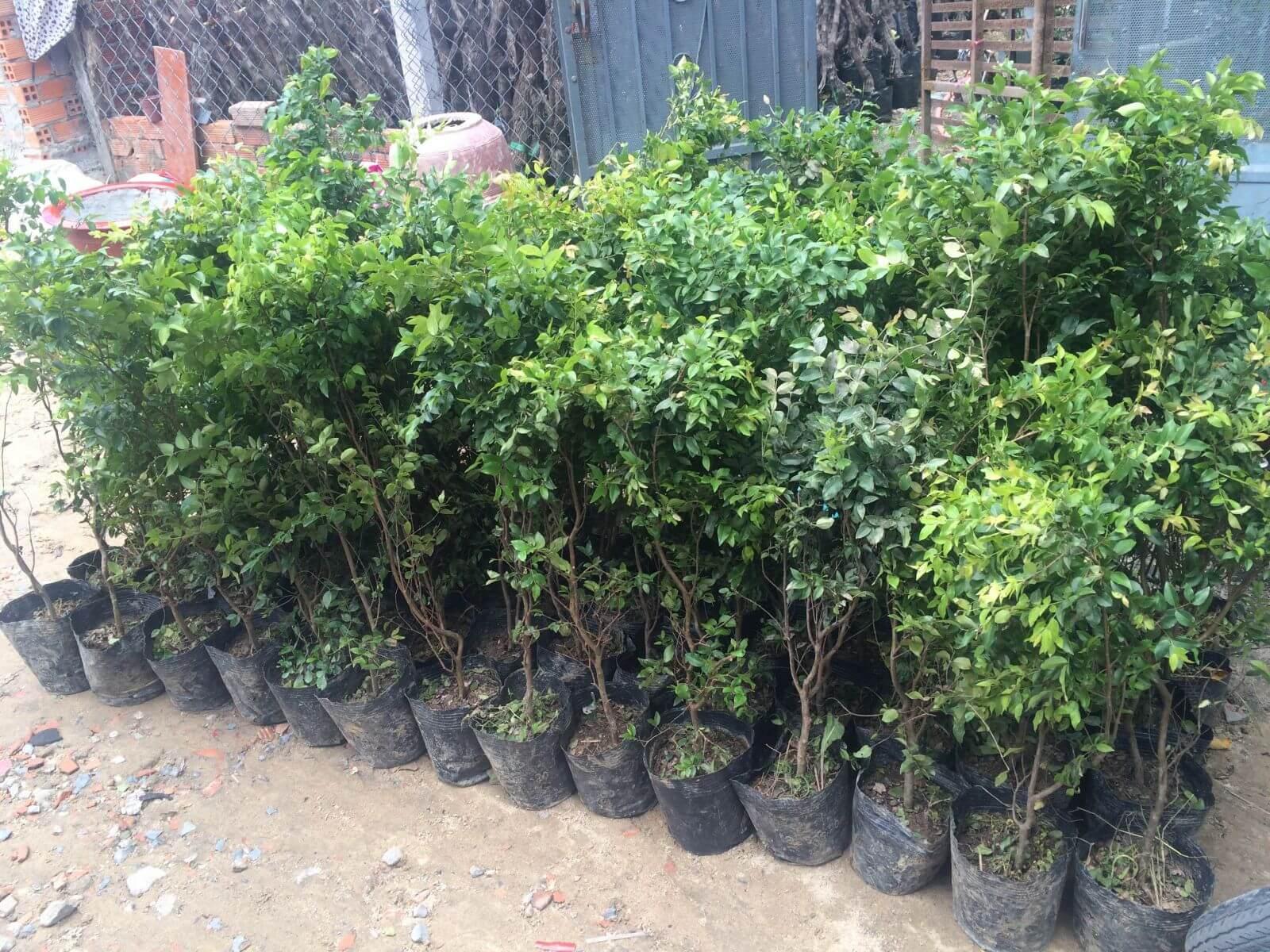 Cây NHO THÂN GỖ