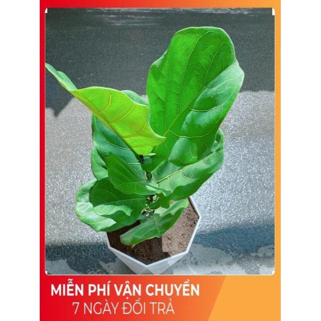 Chậu Bàng Singapore cao 90cm