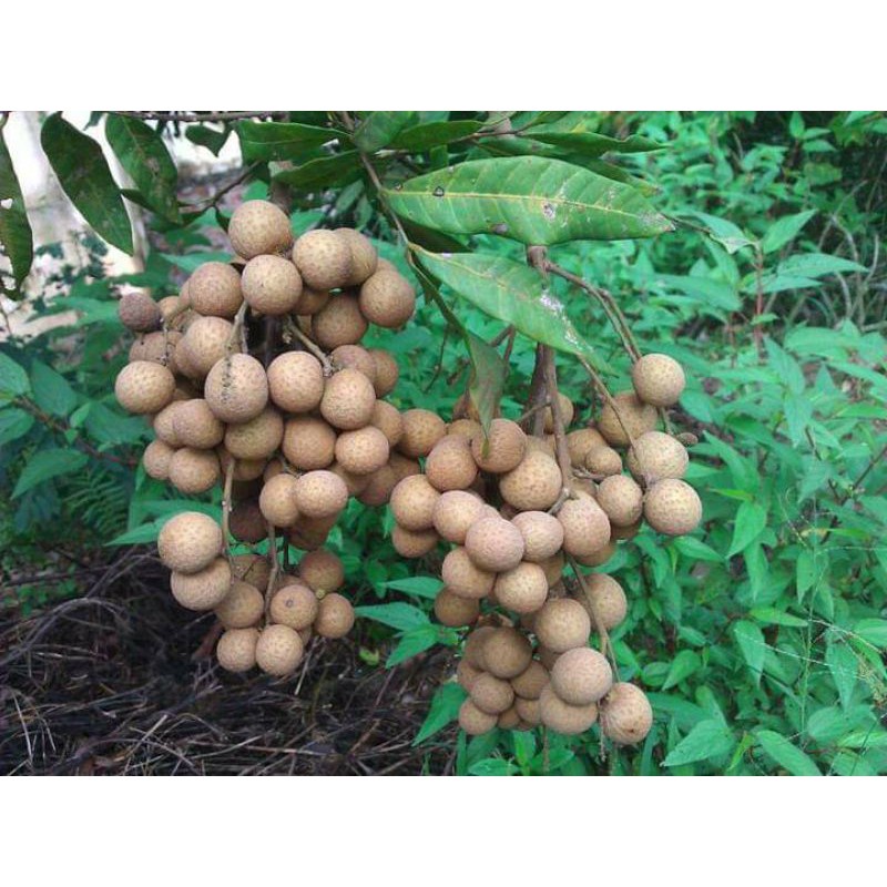 Cây giống nhãn tiêu siêu sai