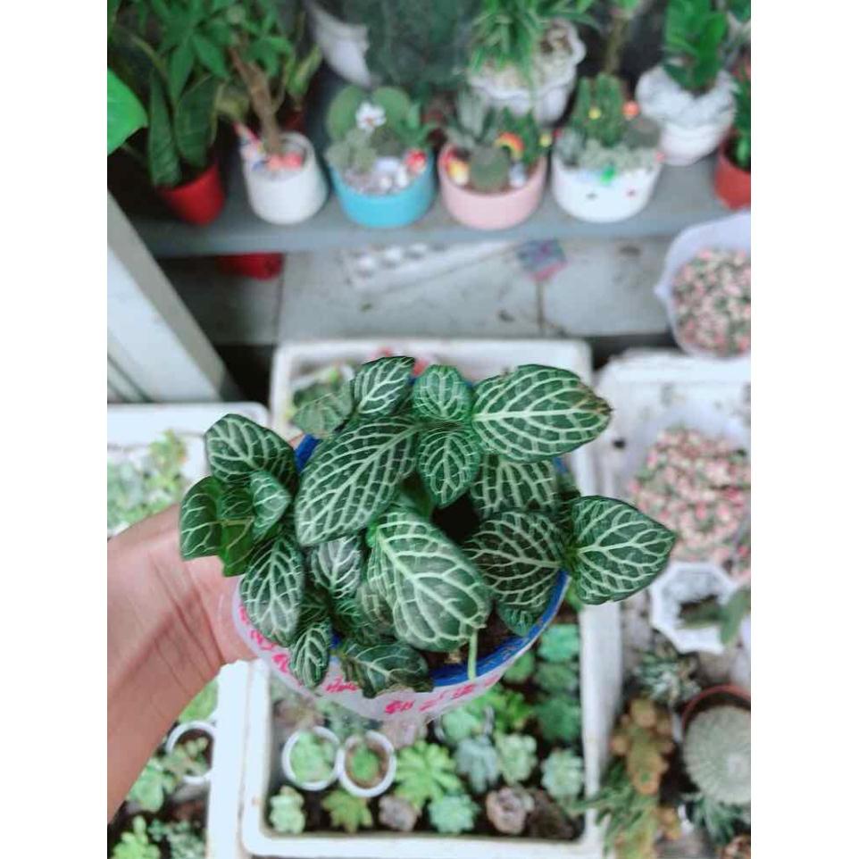 Chậu cẩm nhung Bán Chạy