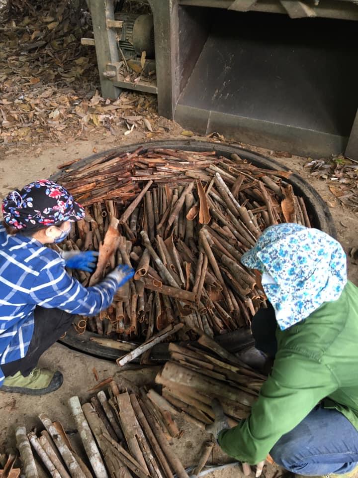 Tinh dầu vỏ Quế nguyên chất từ thiên nhiên - Mộc Mây