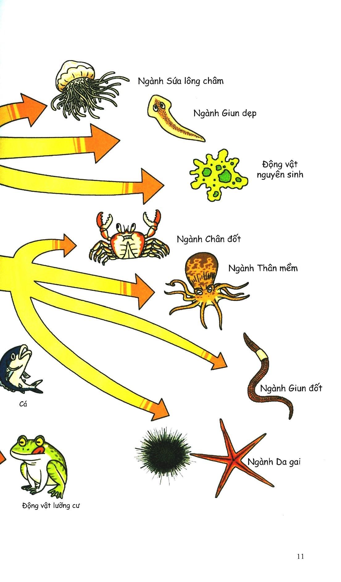 Khám Phá Thế Giới Động Vật 10+