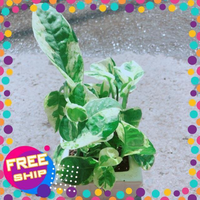 Chậu Trầu Bà Sữa