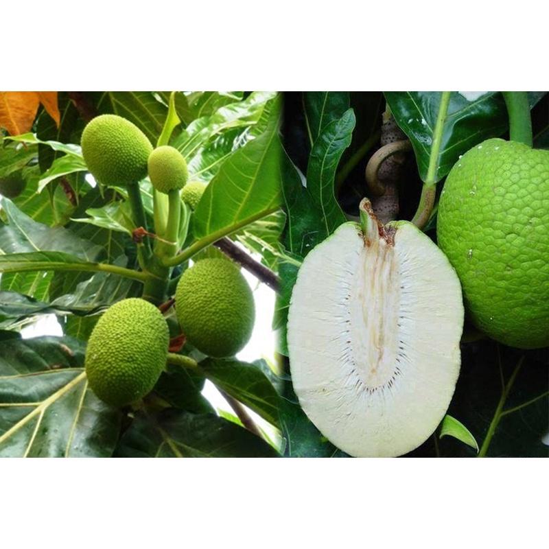 Cây giống Sa Kê