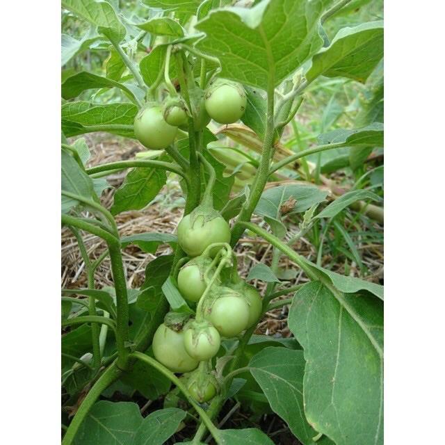 Cà pháo xanh cao sản gói 2gr và 5gr