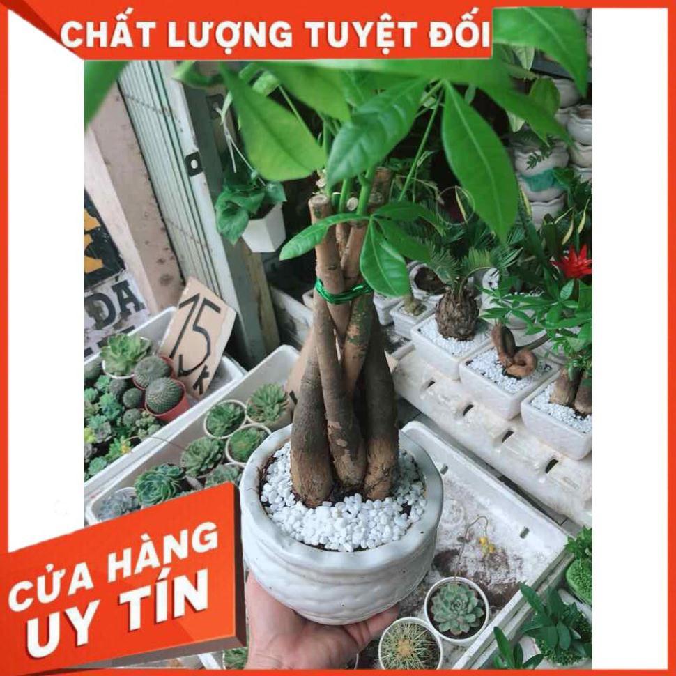 Chậu kim ngân thắt bím 5 thân Nhiều Người Mua