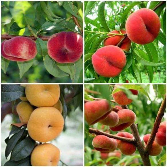 Giống đào qủa dẹt nga