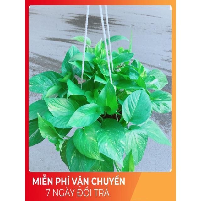 Chậu Trầu Bà Thái Size Đại