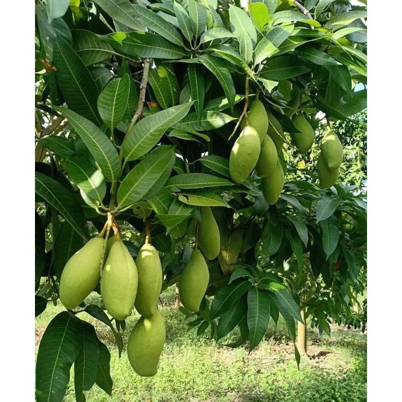 Cây giống xoài keo vàng