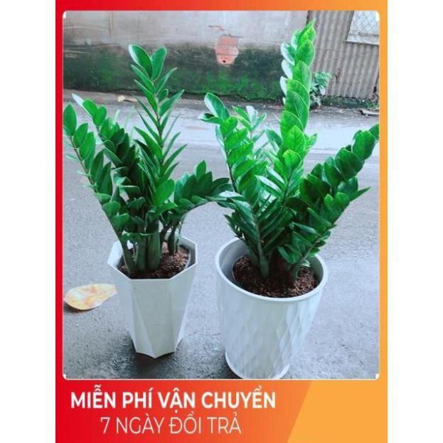 Chậu Kim Tiền Size Đại