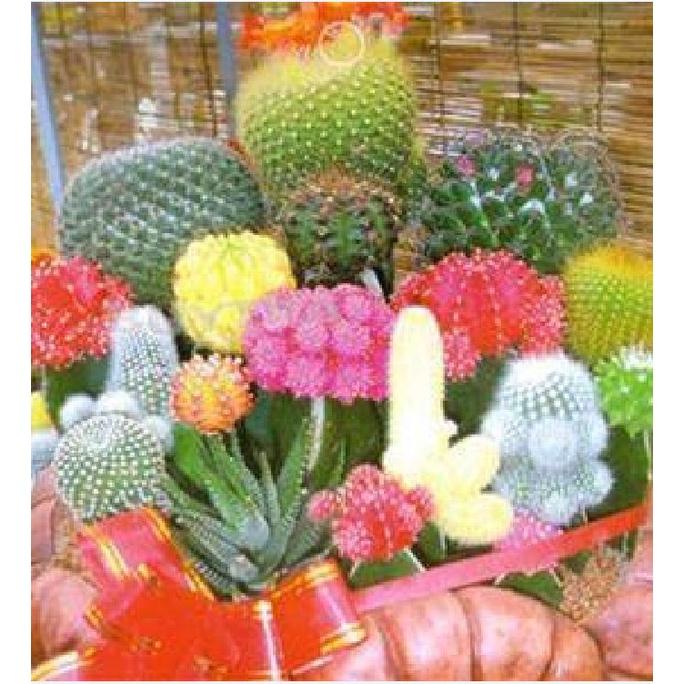 Hạt giống hoa xương rồng nhiều màu KNS3549 - Gói 20 hạt