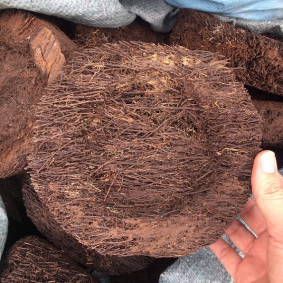 2 Chậu Dớn Đĩa Chuyên Dùng Ghép Lan Các Loại - đường kính khoảng 20cm