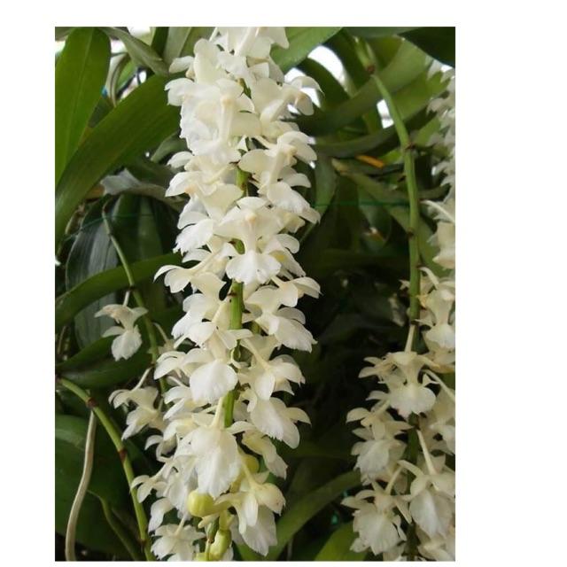 Phong lan tam bảo sắc hoa trắng ( Hàng đột biến)