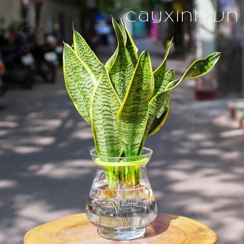 CÂY LƯỠI HỔ SIÊU LÙN SIÊU ĐẸP HÀNG THÁI,CÂY PHONG THỦY ĐỂ BÀN VƯỢNG KHÍ CHO GIA CHỦ