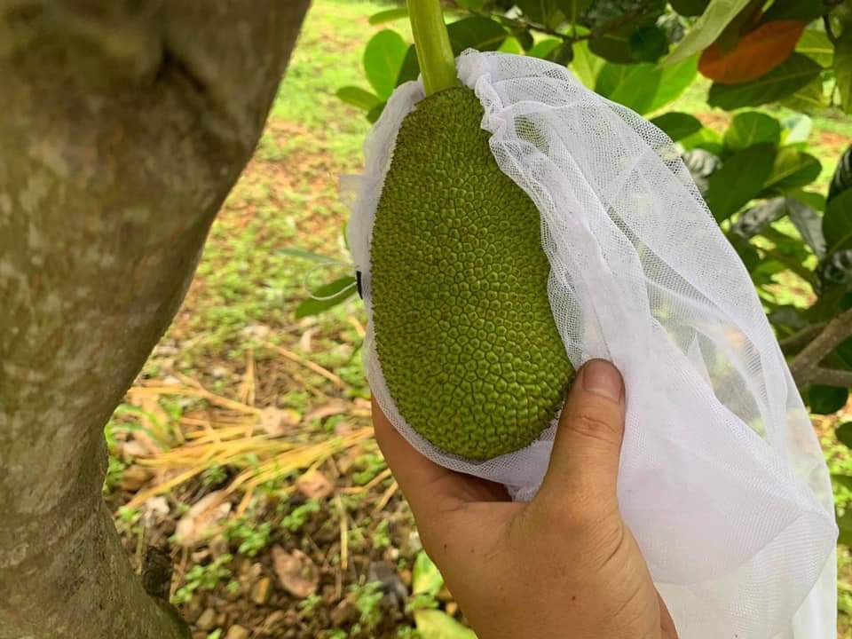 50 TÚI BỌC MÍT