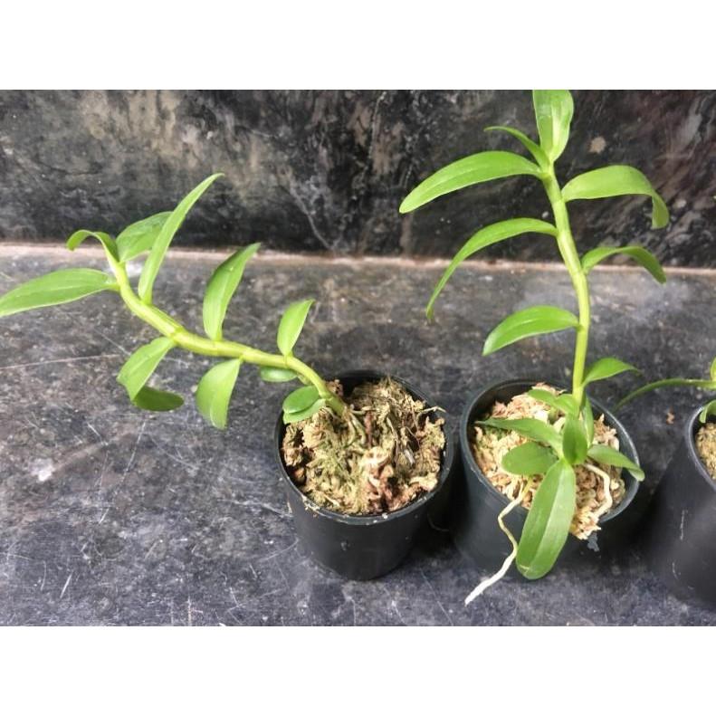 Phi điệp gái nhảy