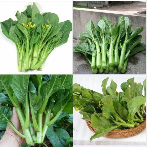 Hạt giống Rau Cải Ngồng Mập Xanh